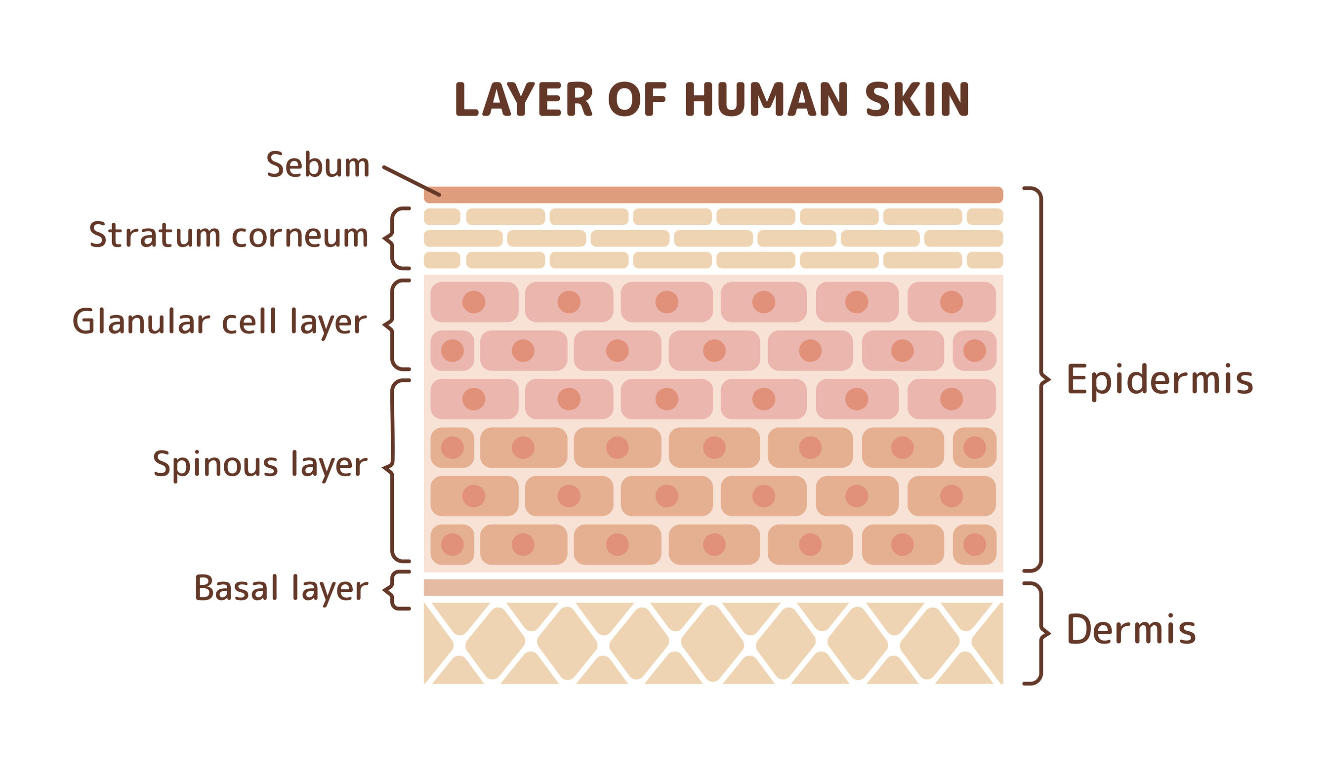 Skin Surface